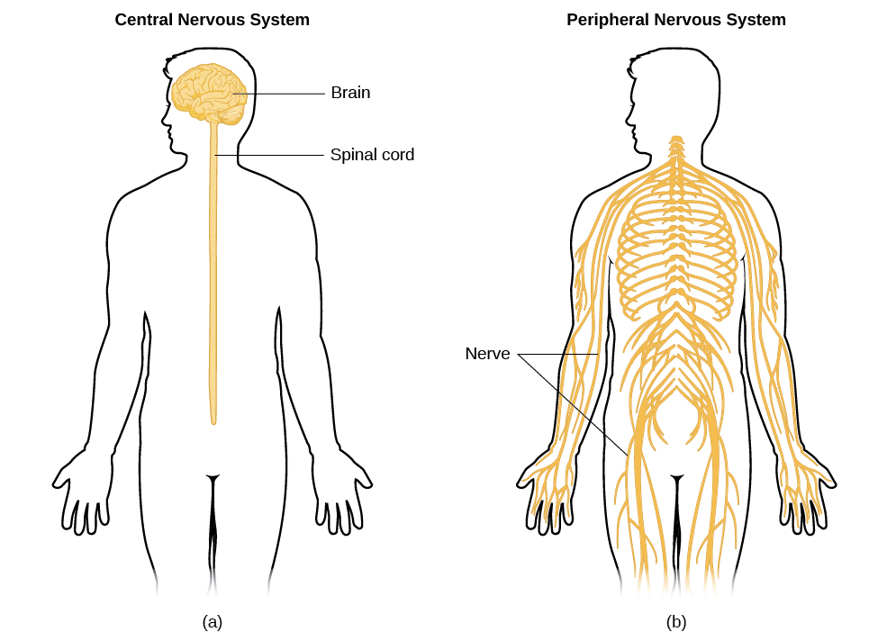 CNX_Psych_03_03_NervSystem.jpg